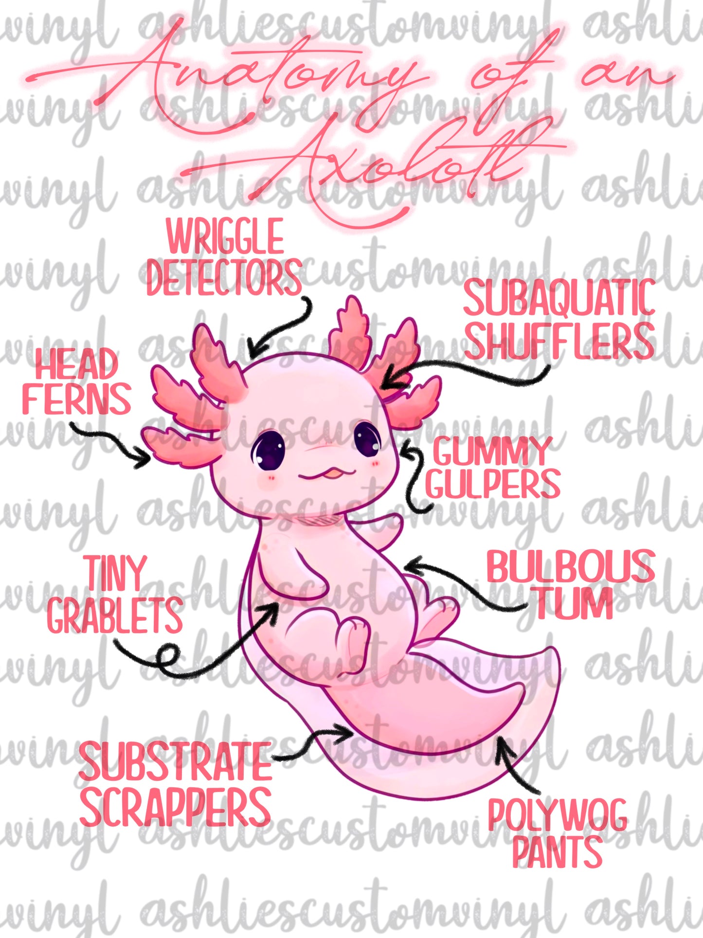 Anatomy of an Axolotl